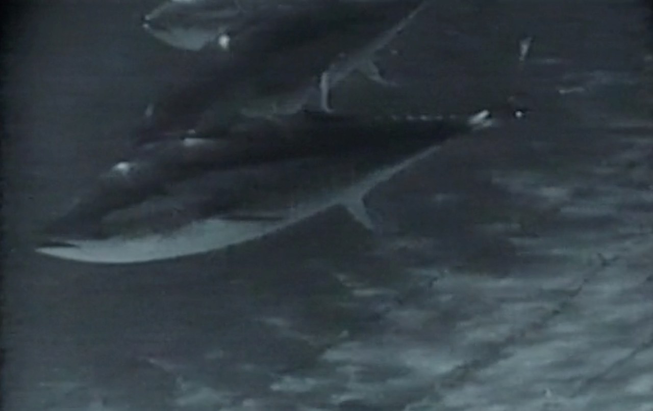 fig. 4 Panaria, Tonnara, 1947. Screenshot da terzi
