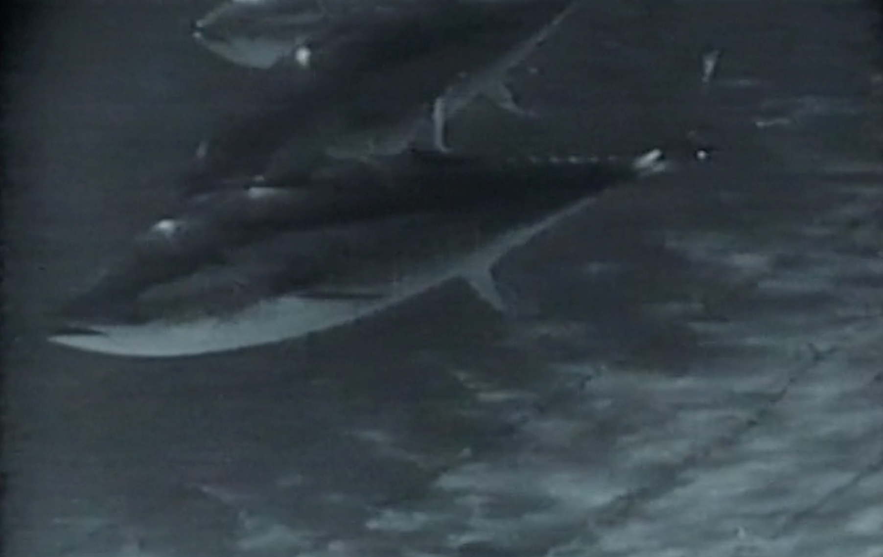 fig. 4 Panaria, Tonnara, 1947. Screenshot da terzi
