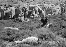 fig. 7 Vittorio De Seta, La moria del gregge, Banditi a Orgosolo, 1961. Screenshot da terzi
