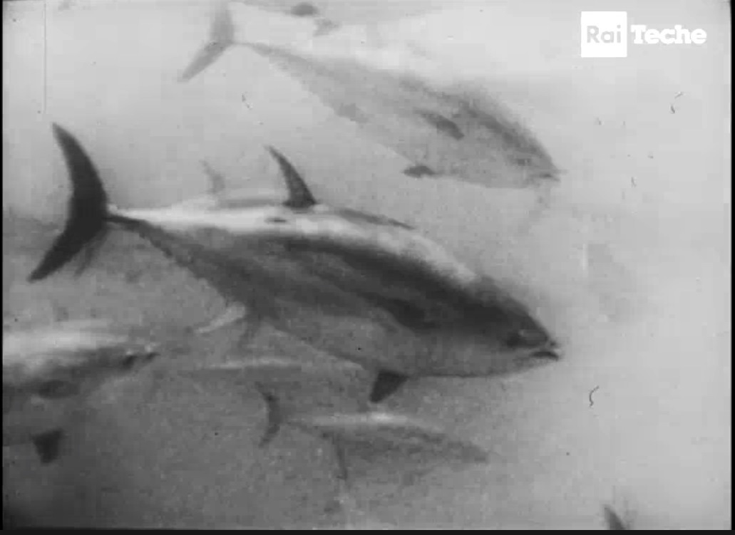 fig. 3 Carlo Alberto Chiesa, Isola di Favignana. Ripresa diretta da una tonnara, RAI, 1958. Screenshot da terzi
