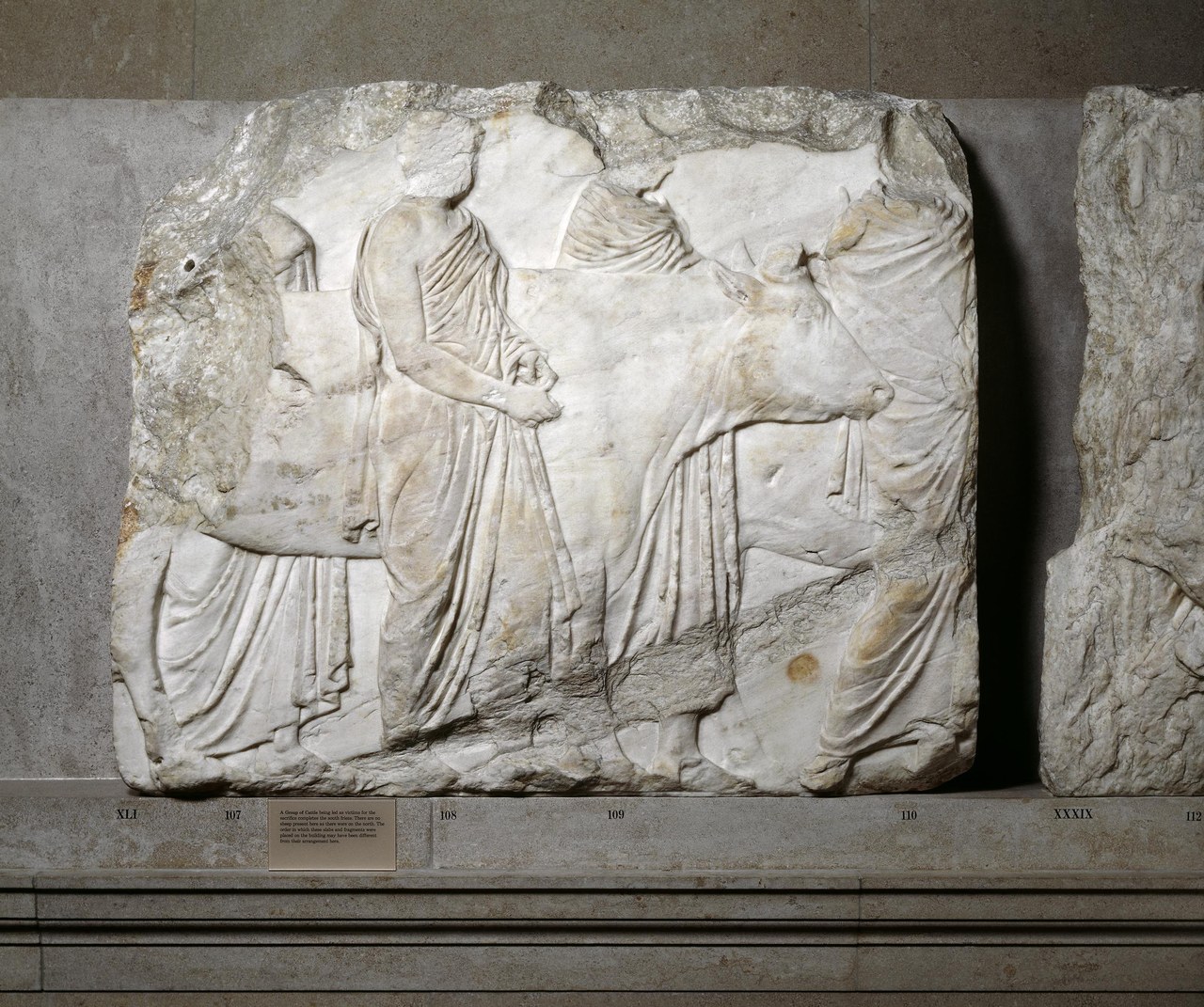 Rilievo dal fregio meridionale del Partenone raffigurante buoi condotti al sacrificio. Credito fotografico: CC BY-NC-SA 4.0. https://www.britishmuseum.org/collection/image/1296789001