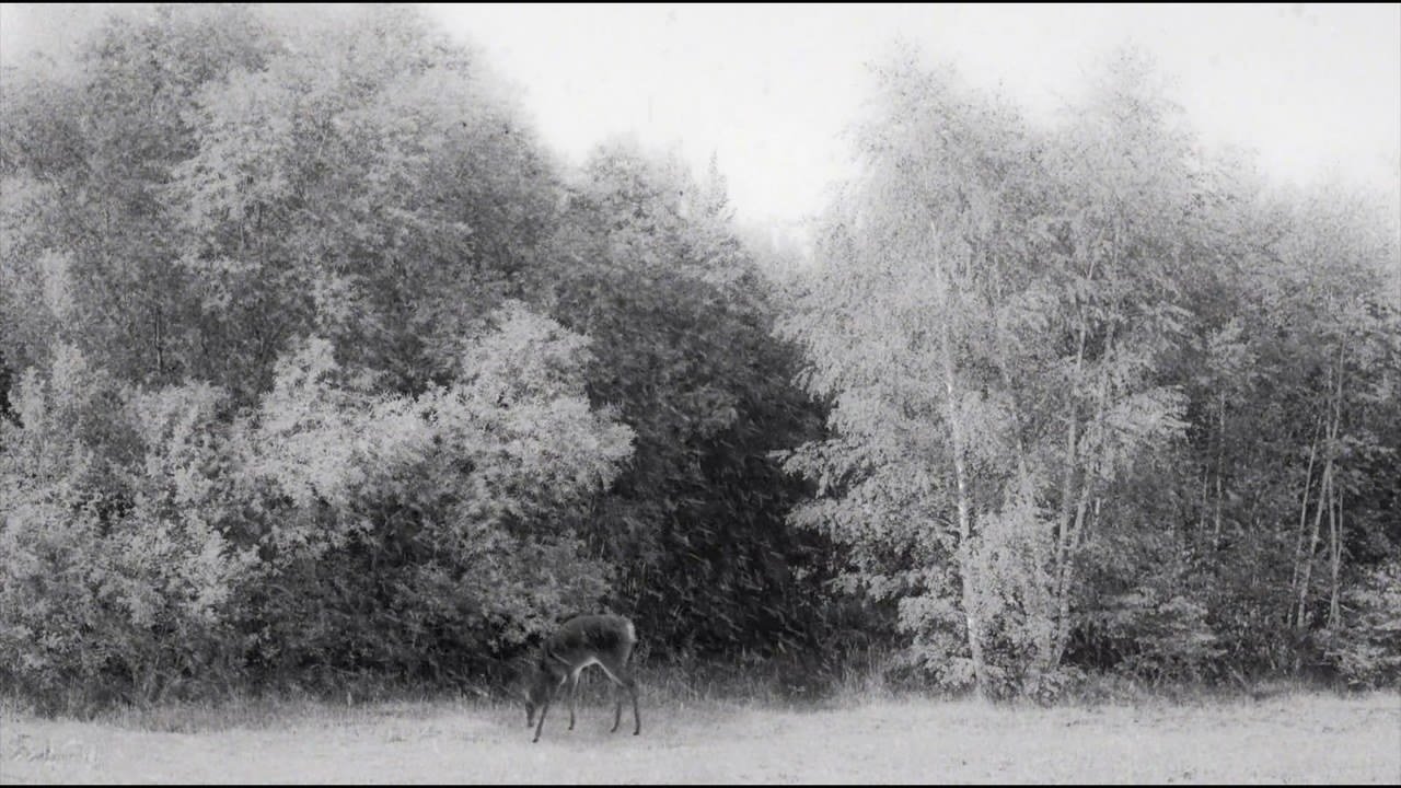 24 Frames, Abbas Kiarostami (Francia/Iran 2017) 24 Frames, Abbas Kiarostami (Francia/Iran 2017)