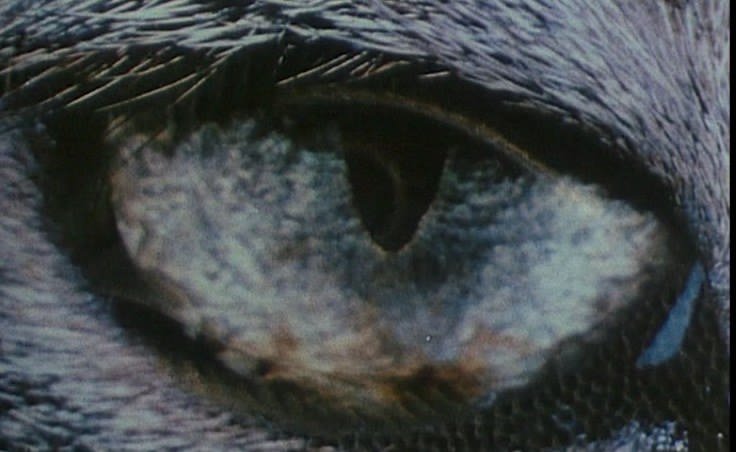  un fotogramma della sigla di apertura di Une minute pour une image (1983) © Ciné-Tamaris